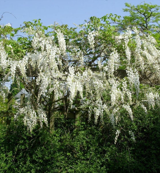 Blühende Glyzinie auf einer Holzkonstruktion