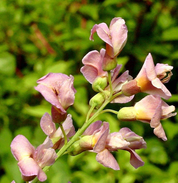 Nahaufnahme einer blühenden Waldhyazinthe