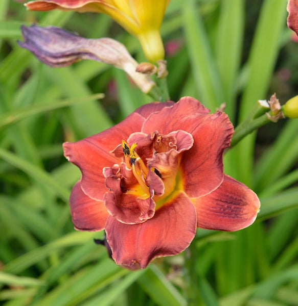 Nahaufnahme einer Taglilie mit roten Blütenblättern