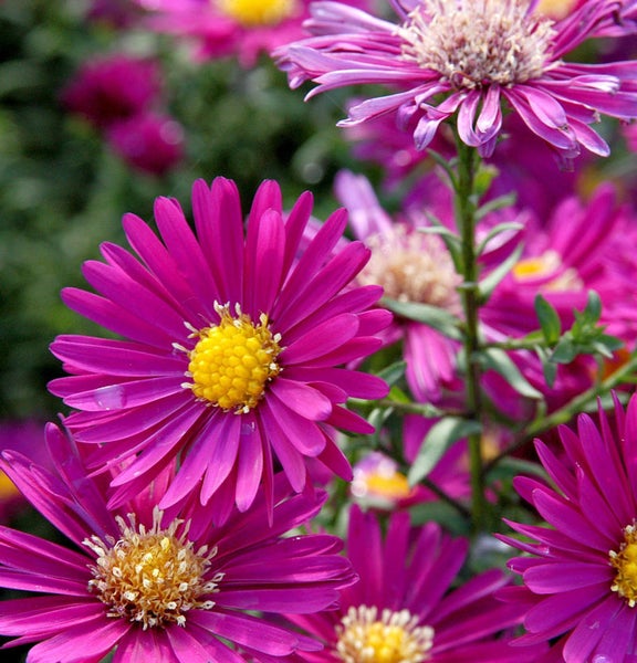Nahaufnahme von purpurroten Astern mit gelben Blütenkörben.