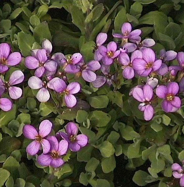 Blühende Aubrieta-Pflanze mit grünen Blättern