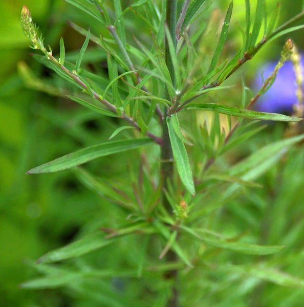 Nahaufnahme einer Pflanze mit grünen Blättern