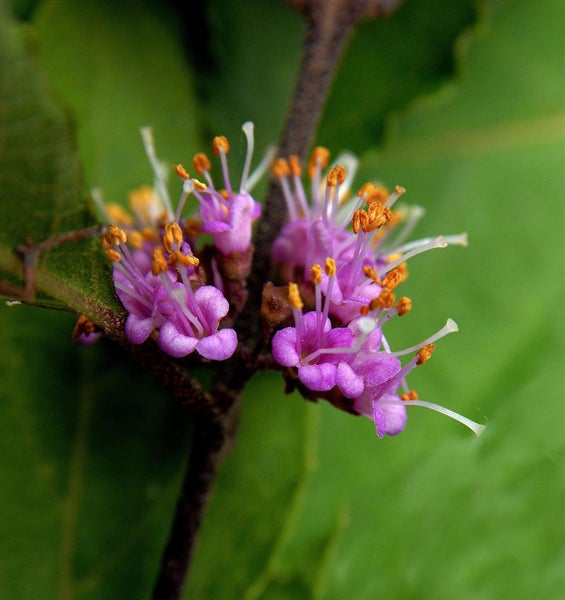 Nahaufnahme von lila Blüten mit Staubgefäßen auf einem Zweig