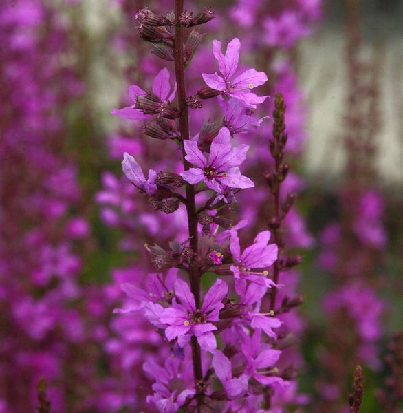 Blüte des Blutweiderichs im Detail
