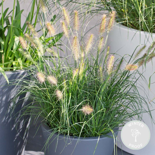 Pennisetum 'Hameln' - Ziergras - Pflegeleicht - ⌀ 19 cm - ↕35-45 cm