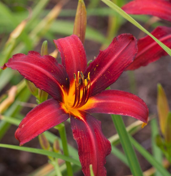 Nahaufnahme einer Taglilie mit gelben Staubgefäßen