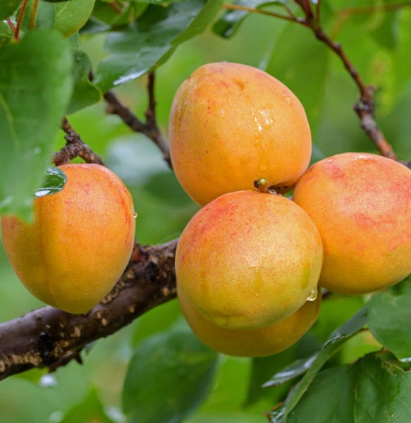 Aprikosen am Baum mit Blättern