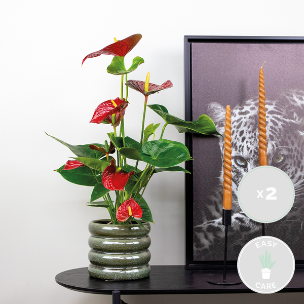 Bloomique - 2er Set - Anthurium Andreanum - Rot - Flamingoblume - Blühende Zimmerpflanzen - Pflegeleicht - Höhe 40-50 cm - Topf 14 cm
