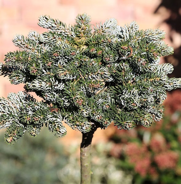 Koreatanne als Stämmchen im Garten