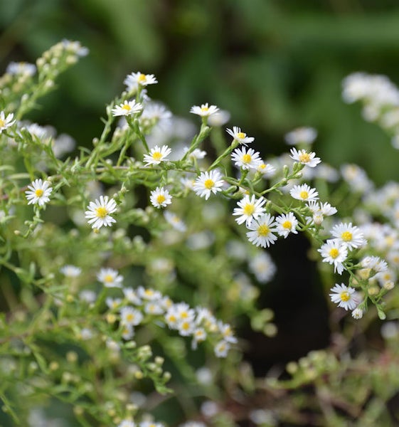 Nahaufnahme von buschigen Grasnelken mit weißen Blüten und gelber Mitte
