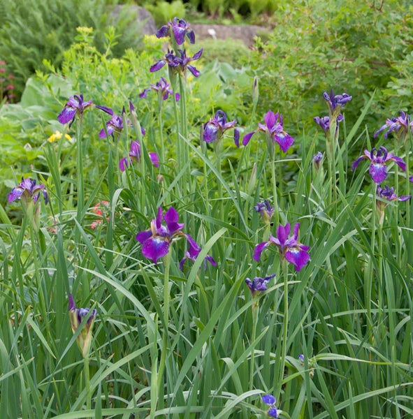 Irisblumen im Gartenbeet