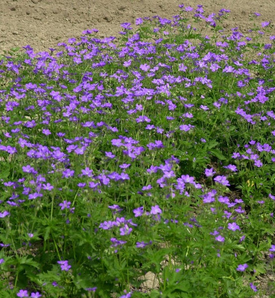 Blühende Storchschnabel Pflanzen im Gartenbeet