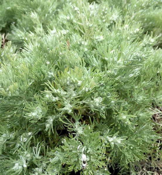 Im Bild ist eine detailreiche Nahaufnahme eines Strauchs zu sehen.