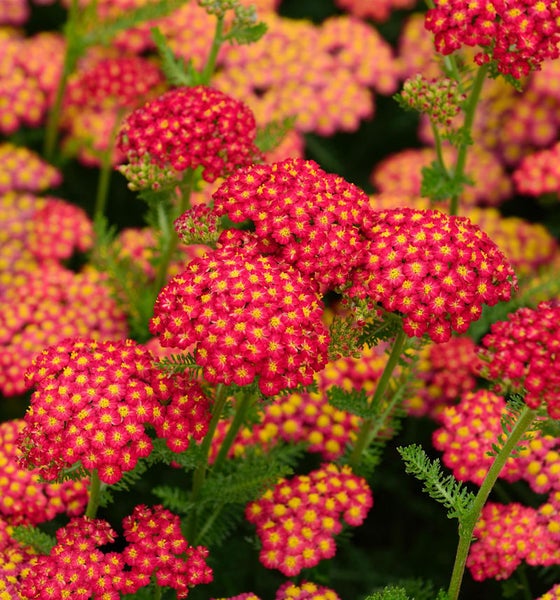 Nahaufnahme der Blütendolden der Schafgarbe