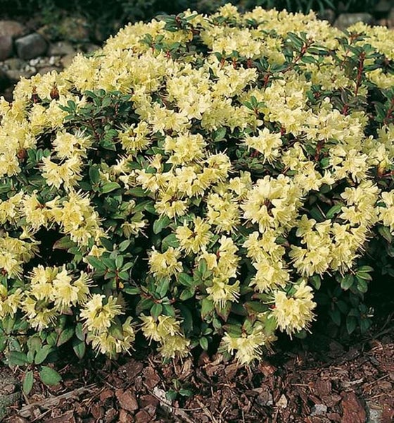 Gelb blühender Rhododendron im Garten