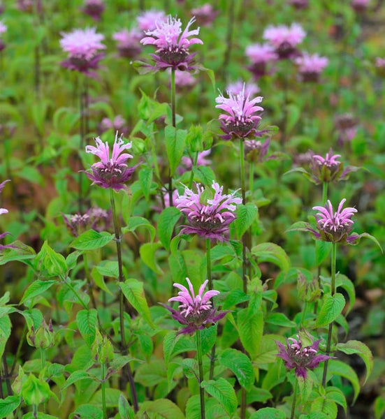 Nahaufnahme von indianischem Nessel im Garten.
