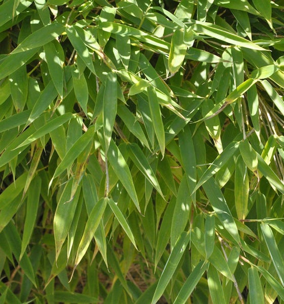 Nahaufnahme von Bambuspflanze mit grünen Blättern