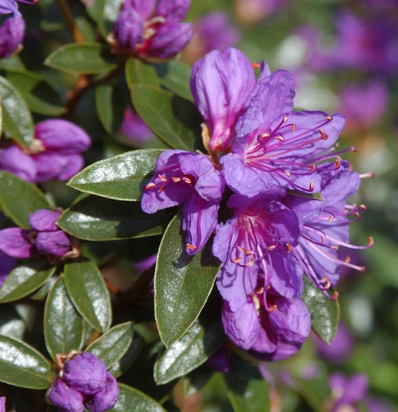 Nahaufnahme einer lila Rhododendronblüte mit grünen Blättern