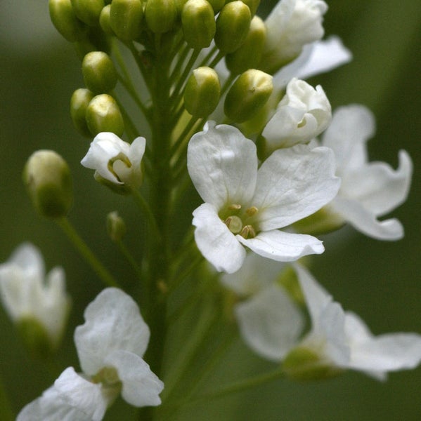 Nahaufnahme von Bitterkressblüten