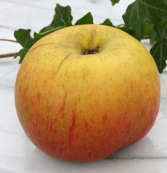 Ein einzelner Apfel der Sorte Goldparmäne