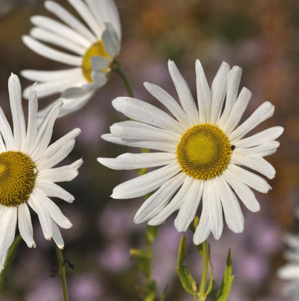 Nahaufnahme von Margeritenblüten im Garten.