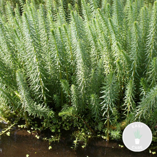 Hippuris Vulgaris – Lidsteng – Teichpflanze – Pflegeleicht – Zone 2 bis 5 – ⌀11cm - ↕15-25 cm