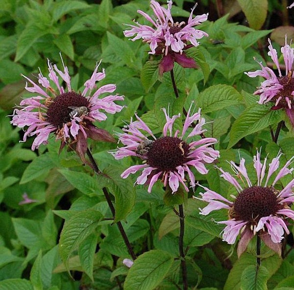 Monarda-Pflanze mit Blüten im Gartenbeet