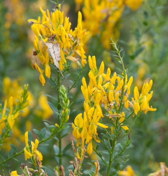 Ginsterpflanze mit gelben Blüten