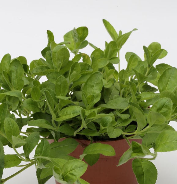 Strauchbasilikum Pflanze im Topf