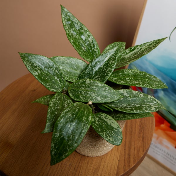 Bloomique - Hoya Rangsan - Wachsblume - Hängepflanze - Zimmerpflanzen - Pflegeleicht - 15-20 cm hoch - Topf 12 cm