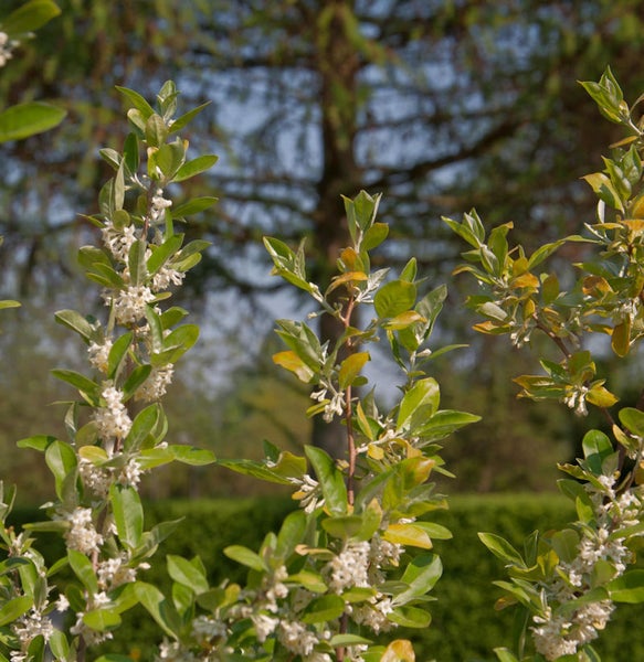 Blühende Ölweide mit grünen Blättern im Garten