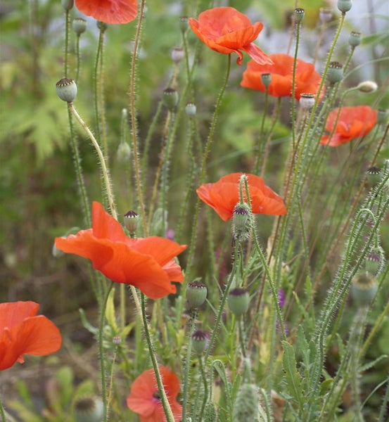 Feld mit Mohnblumen und Samenkapseln