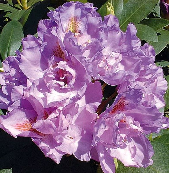 Nahaufnahme einer lila Rhododendronblüte