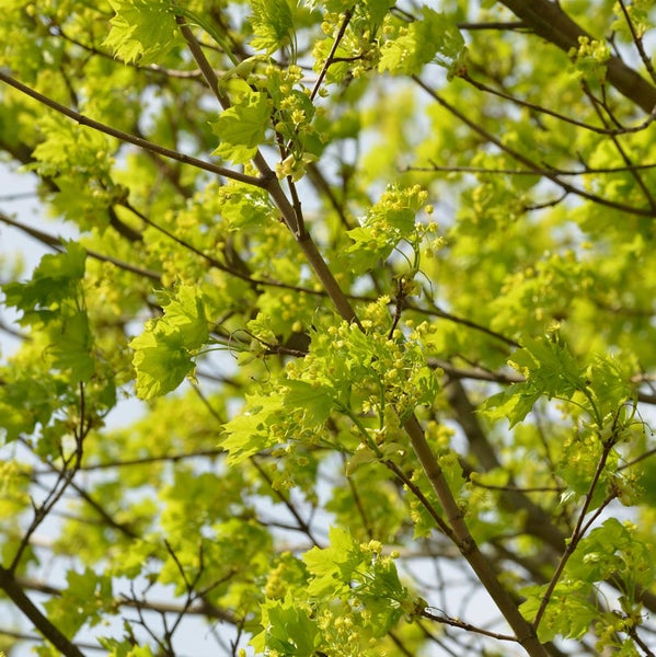 Nahaufnahme von Ahornbaumzweigen mit Blättern und Blüten.