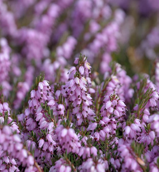 Detailaufnahme von Heidekraut mit kleinen, glockenförmigen Blüten