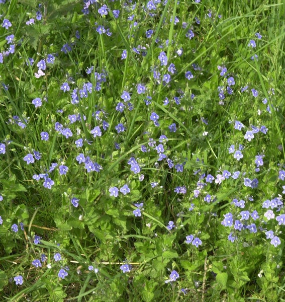 Nahaufnahme von Ehrenpreisblüten im Garten