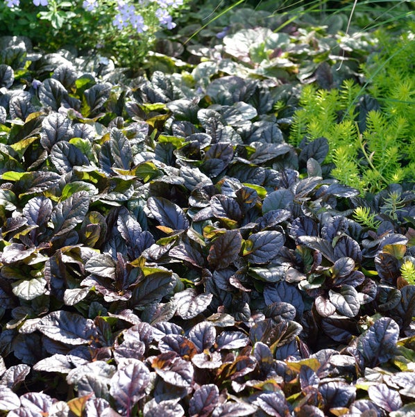 Beet mit kriechendem Günsel und anderen Gartenpflanzen