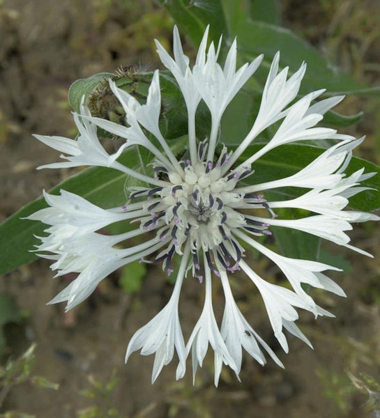 Nahaufnahme einer weißen Flockenblume