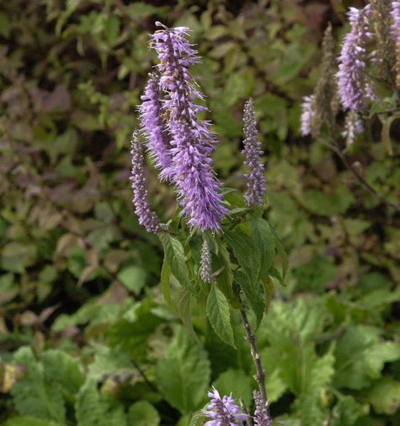 Nahaufnahme einer duftenden Nessel mit violetten Blüten in einem Garten