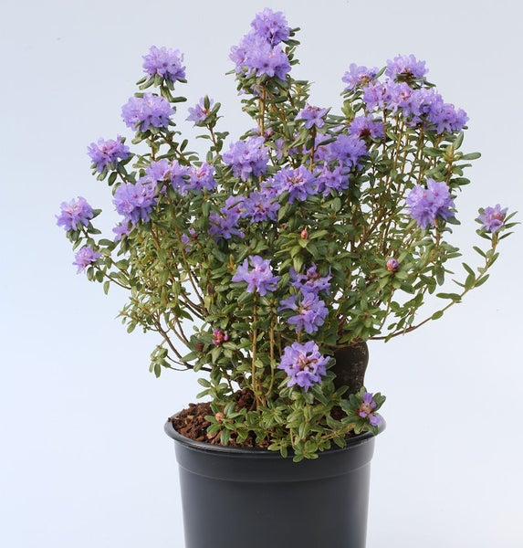 Rhododendron in einem schwarzen Topf mit lila Blüten.