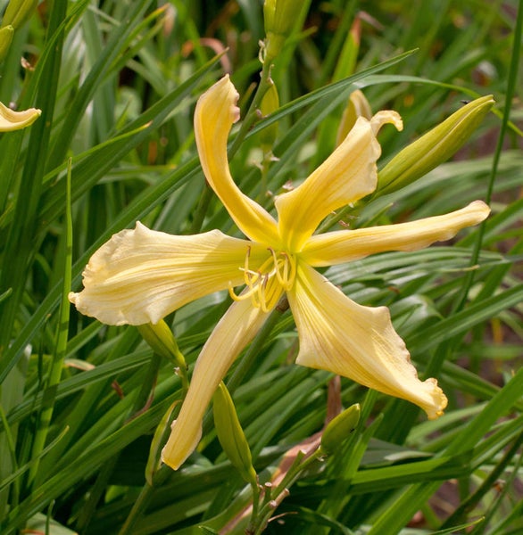 Gelbe Taglilienblüte im Garten