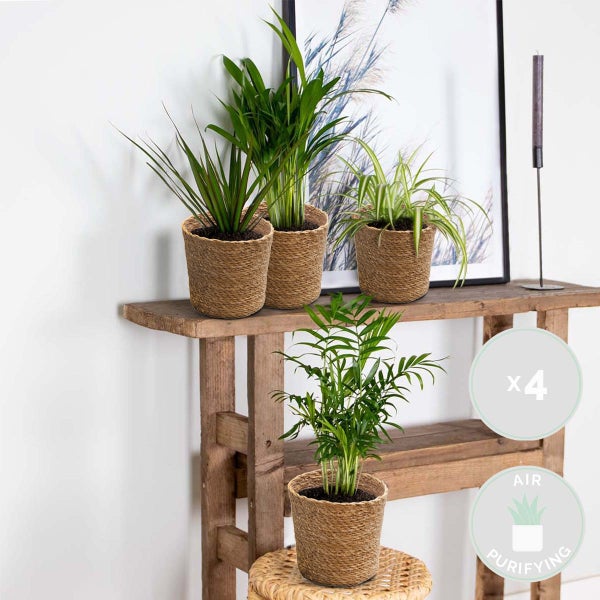 Bloomique - 4er-Mix - Luftreinigende Pflanzen - Dracaena - Dypsis - Chamaedorea - Chlorophytum - Zimmerpflanzen - Höhe 20-40 cm - Seegraskorb 12 cm