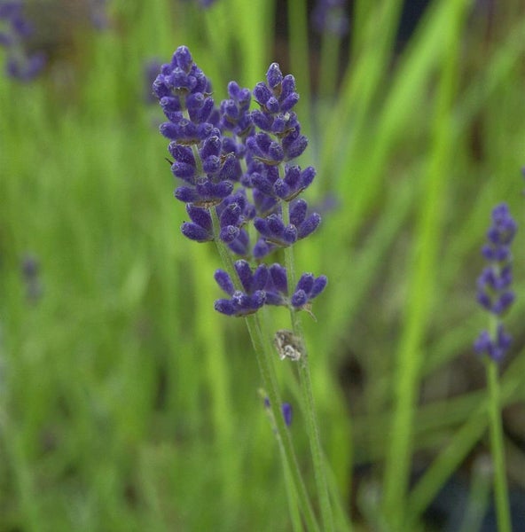 Nahaufnahme von Lavendelblüten