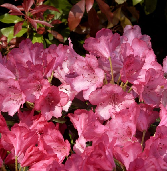 Nahaufnahme von rosa Rhododendronblüten