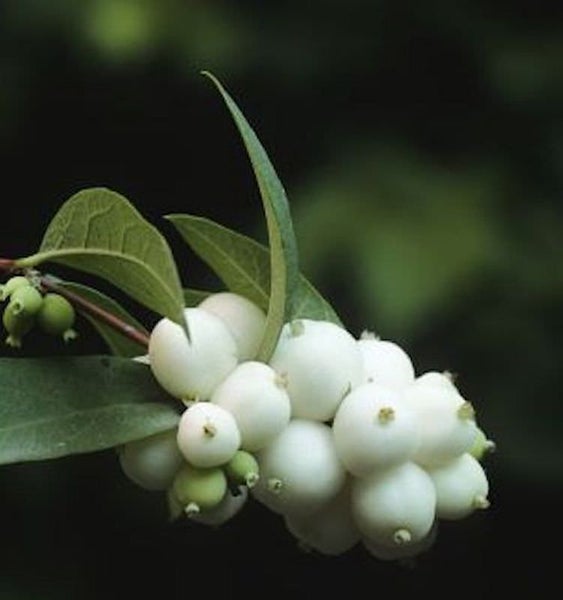 Schneebeeren mit Blättern auf einem Zweig