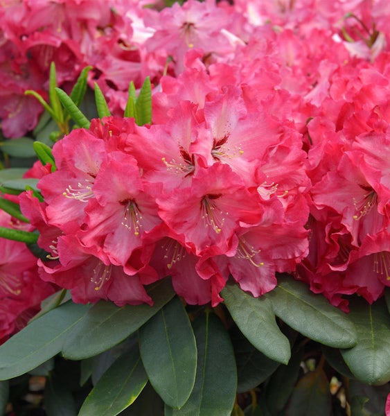 Nahaufnahme einer Rhododendronblüte
