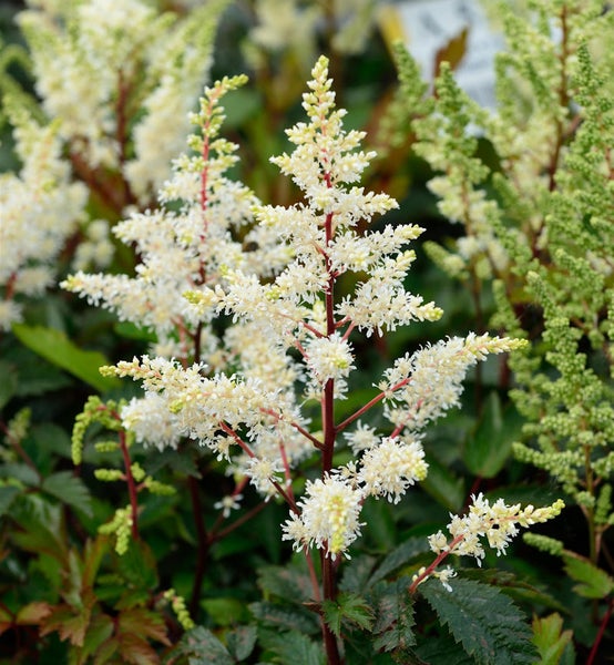 Astilbe Pflanze mit weißen Blütenständen im Detail