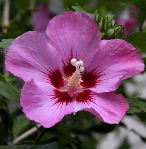 Nahaufnahme einer rosa Hibiskusblüte mit dunkelrotem Zentrum