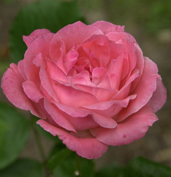 Nahaufnahme einer einzelnen, rosa Rose