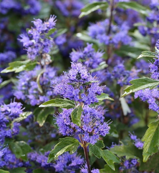 Detailaufnahme einer Blaublüte Pflanze mit grünen Blättern